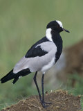 Blacksmith Plover, Vanellus Armatus, Lake Nakuru, Kenya, Africa