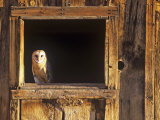 Barn Owl (Tyto Alba) in Barn Window, a Threatened Species, North America