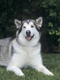 Alaskan Malamute Variety of Domestic Dog