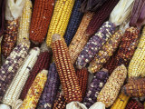 Buy Heirloom Corn Varieties, Zea Mays at AllPosters.com