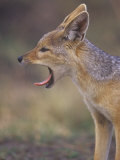 Buy Black-Backed Jackal Yawning, Canis Mesomelas, Masai Mara, Kenya, Africa at AllPosters.com
