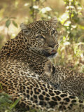 African Leopard Cub Nursing, Panthera Pardus, Masai Mara Game Reserve, Kenya, Africa