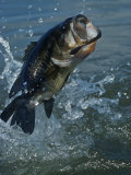 Largemouth Bass Jumping, Diving for Lure
