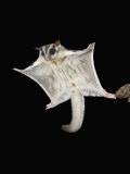 Sugar Glider Marsupial Mammal Gliding, Petaurus Breviceps, Australia