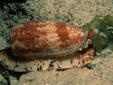 Front-Gilled or Geographic Cone Snail (Conus Geographus), Pacific Ocean