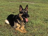 German Shepherd Laying Down