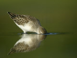 Semipalmated Sandpiper, Calidris Pusilla, Juvenile Feeding