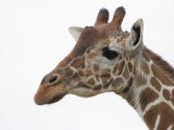 Giraffe Head, Giraffa Camelopardalis, Kenya, Africa