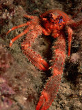 Crab (Galathea Strigosa)
