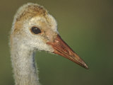 Chick Sandhill Crane Head (Grus Canadensis). USA