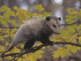 Opossum in a Tree in a Deciduous Forest, Didelphis Virginiana, USA