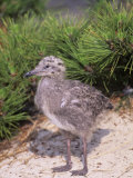 Herring Gull Chick (Larus Argentatus), Eastern North America