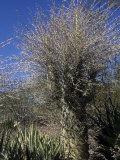 Boojum or Cirio Tree (Idria Columnaris), Baja California, Mexico