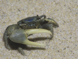 Male Fiddler Crab Showing its One Large Front Claw, Uca Pugnax, Atlantic Coast of North America