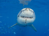 Great White Shark Head and Teeth (Carcharodon Carcharias), Guadalupe Island, Mexico