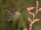 Anna's Hummingbird Male (Calypte Anna) Feeding at a Red Tubular Flower, Arizona, USA