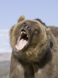 A Grizzly Bear Face Showing its Teeth and Tongue in its Open Mouth, Ursus Arctos, North America