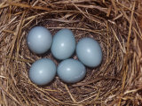 Eastern Bluebird Nest with Five Blue Eggs, Sialia Sialis, Eastern North America