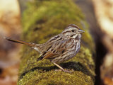 Song Sparrow (Melospiza Melodia) on a Mossy Log. Eastern USA