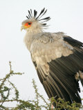 Secretary Bird, Sagittarius Serpentarius, in an Acacia Tree, Kenya, Africa