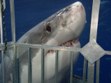 Great White Shark Investigating a Shark Cage (Carcharodon Carcharias), Guadalupe Island, Mexico