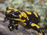 Fire Salamander, Salamandra Salamandra, Europe