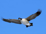 Canada Goose (Branta Canadensis) in Flight, North America