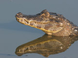 Spectacled Caiman, Caiman Crocodilus, in Water. Pantanel, Brazil, South America