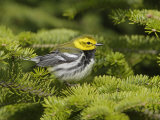 A Black-Throated Green Warbler, Dendroica Virens, Perching on a Spruce Branch. Eastern USA