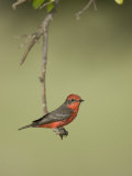 Vermilion Flycatcher, Pyrocephalus Rubinus, North America