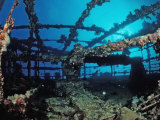 Buy Scuba Diver Diving on Umbria Shipwreck, Sudan, Africa, Red Sea, Wingate Reef at AllPosters.com