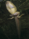 American Bullfrog Tadpole with Developed Back Legs (Rana Catesbeiana), Ohio