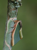 Notodontid Moth on a Tree Trunk Illustrating Protective Coloration