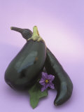 Buy Eggplants and their Leaf and Flower (Solanum Melongena) at AllPosters.com