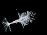 Larval Crustacean, Sergestes Crassus, Zooplankton