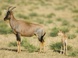 A Topi and its Baby, Damaliscus Lunatus, East Africa