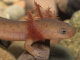 Mud Salamander Larva with External Gills, Pseudotriton Montanus, Eastern North America