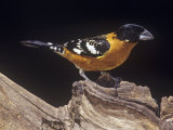 Black-Headed Grosbeak, Pheucticus Melanocephalus, Western United States