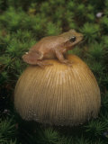 Spring Peeper on an Inky Cap Mushroom., Hyla Crucifer, Eastern USA