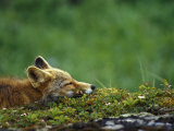Red Fox
