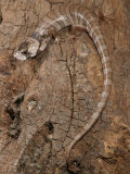 Pink Tongued Skink, , Tiliqua Gerrardi, Young Speciman, Australia