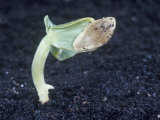Buy Cucumber Seedling, Cucumis Sativus at AllPosters.com