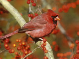 Male Northern Cardinal (Cardinalis Cardinalis) in a Hawthorn Tree (Crateagus), North America
