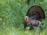 A Male or Tom Wild Turkey Displaying, Meleagris Gallopavo, North America