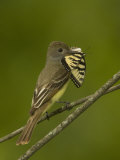 Great Crested Flycatcher Eating a Butterfly, Myiarchus Crinitus, North America