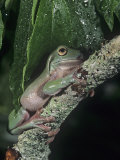 White's or Dumpy Treefrog, Litoria Caerulea, Australia