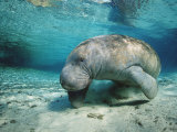 Buy West Indian Manatee, Trichechus Manatus Latirostris, Usa, Florida, Fl, Crystal River at AllPosters.com