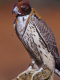 Prairie Falcon, Falco Mexicanus, Hooded for Use in Falconry, North America