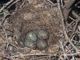 Northern Mockingbird Nest with Four Eggs, Mimus Polyglottos, North America