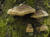 Buy Hoof Fungus or Timber Bracket (Fomes Fomentarius) Growing on a Dead Birch Tree at AllPosters.com